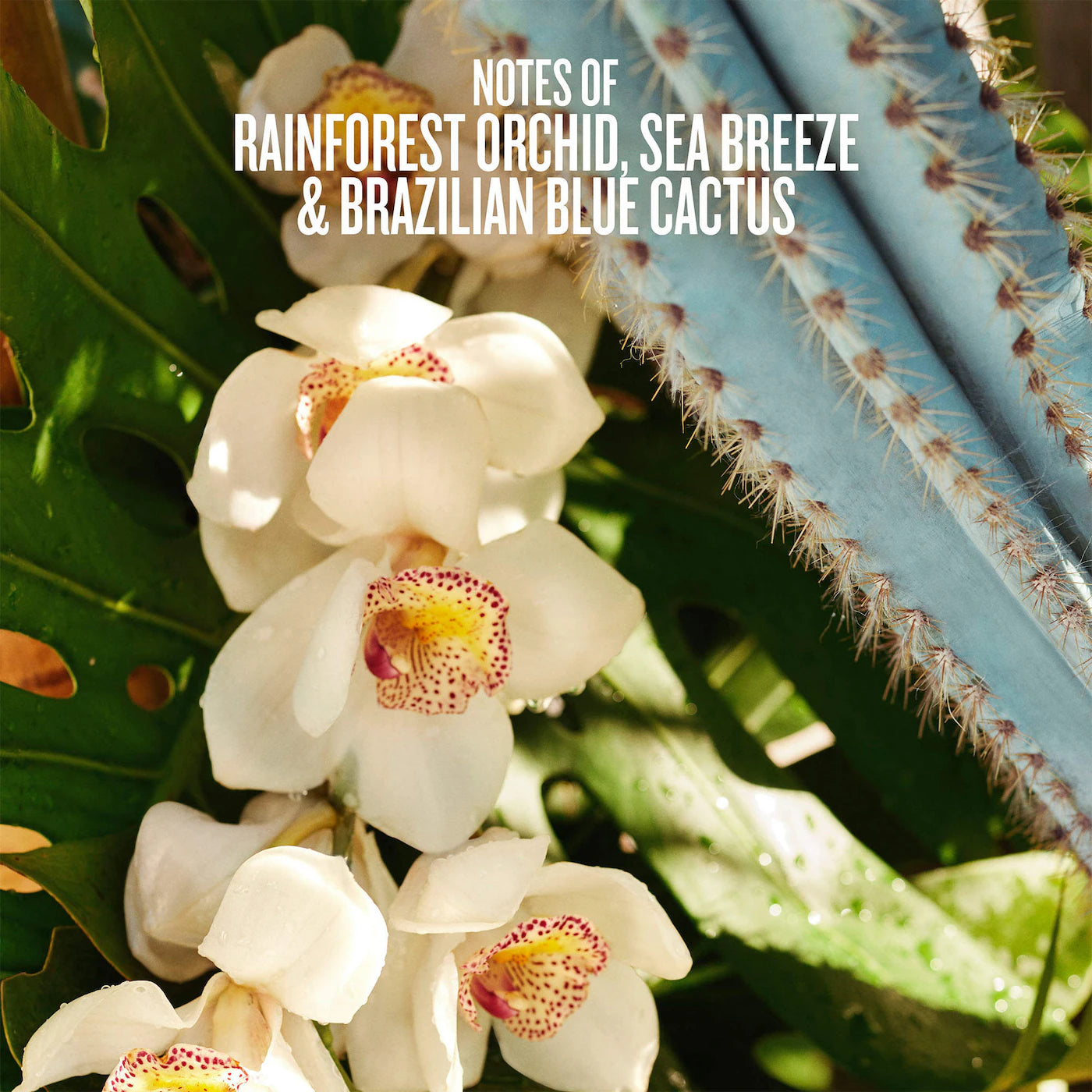 SOL DE JANEIRO Refresco Paraíso Hair & Body Perfume Mist *PRE ORDER*